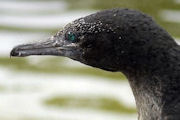 Little Black Cormorant (Phalacrocorax sulcirostris)